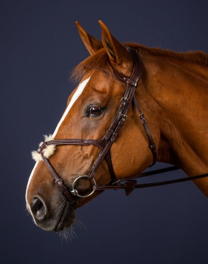 Brown horse with a bridle against a dark background