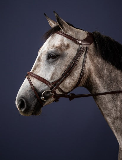 Gray horse wearing a bridle against a dark background