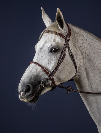Close-up of a white horse wearing a bridle against a dark background