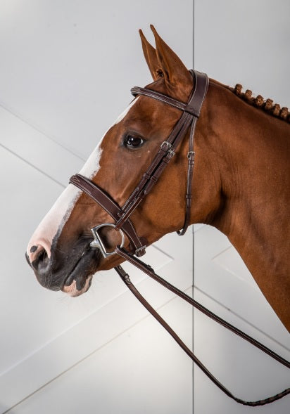 Brown horse wearing a bridle against a white background