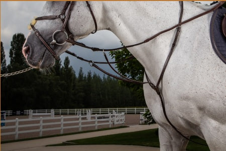 White horse with a bridle in an outdoor setting with trees and a fence.