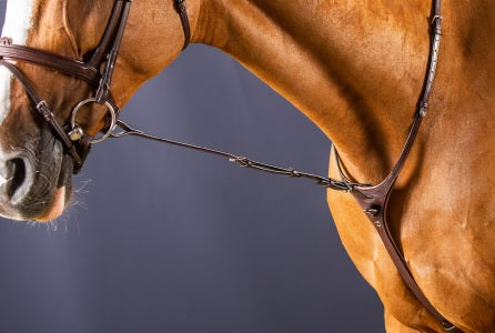 Close-up of a horse wearing a bridle against a dark background