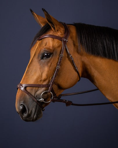 Brown horse wearing a bridle against a dark background